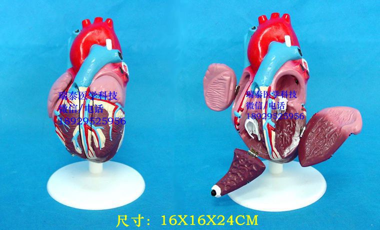 인간 모델 심장 혈관 시뮬레이션 모델 해부학 적 동맥 정맥 순환 무료 배송